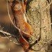 Red Squirrel_5 100208